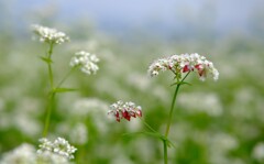 そばの花