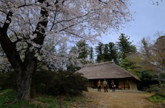 桜のある風景⑤
