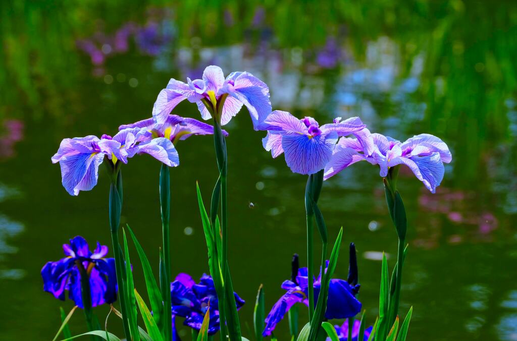 菖蒲①