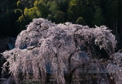 泰叟寺のしだれ桜
