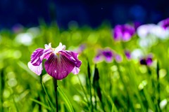 赤堀菖蒲園②
