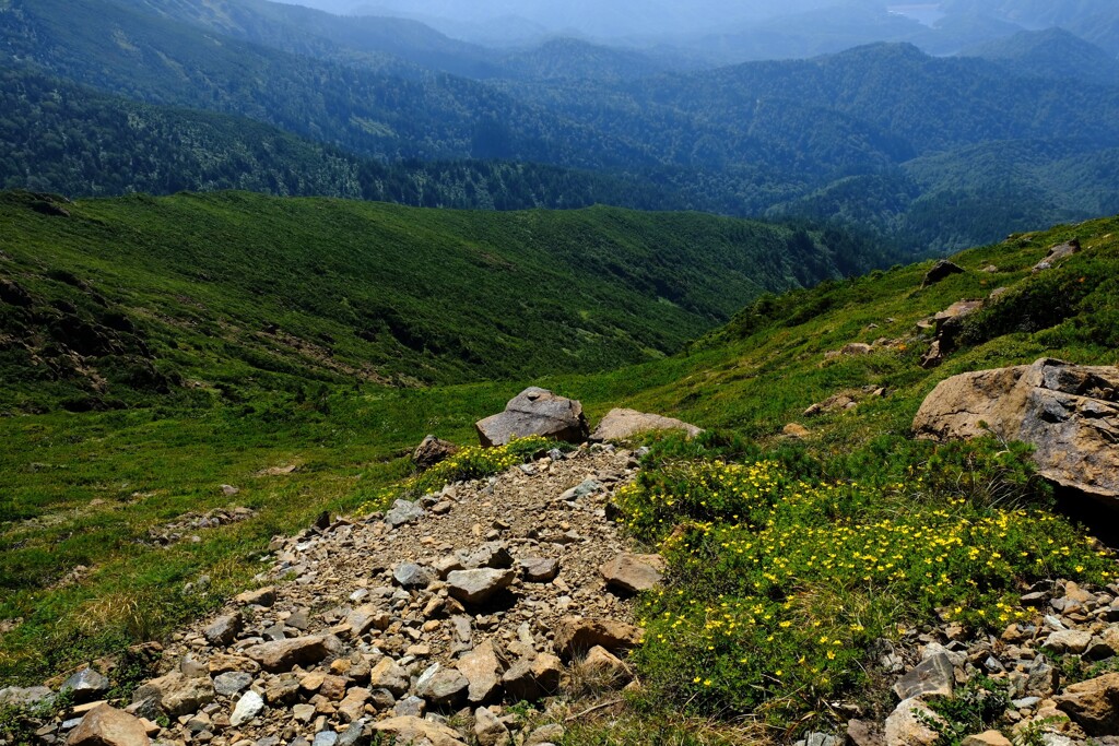 至仏山の黄色い花