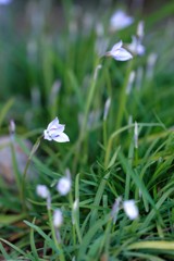 3月17日　庭の花①