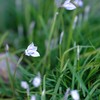 3月17日　庭の花①