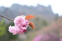 桜のある風景①