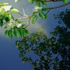 新緑～深緑へ②