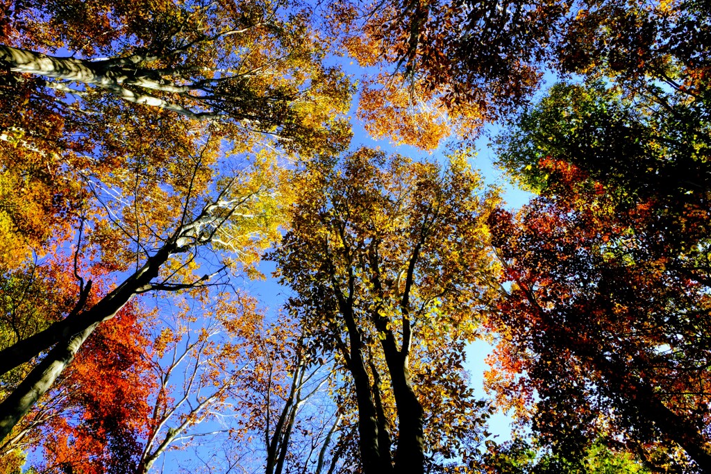 見上げる紅葉