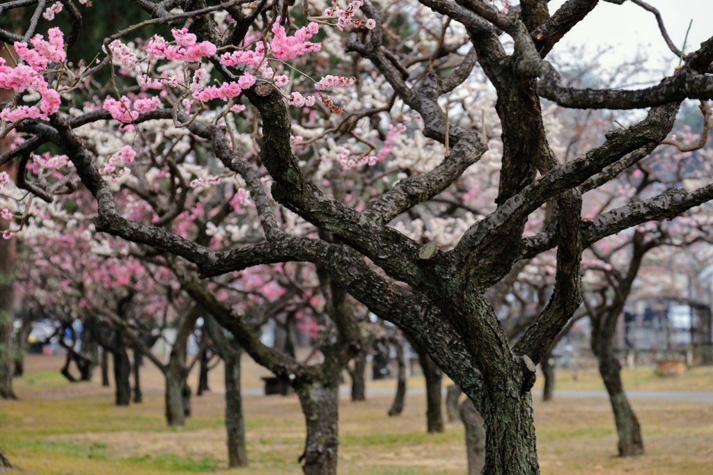 梅の列