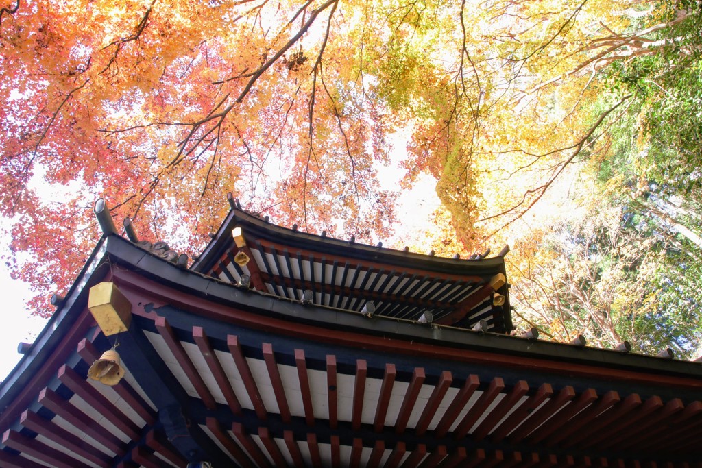 伊香保水澤の紅葉⑤