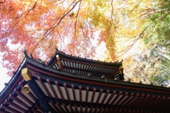伊香保水澤の紅葉⑤