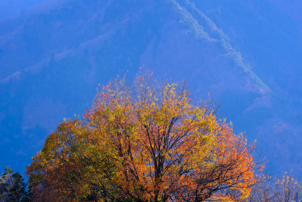 残紅葉①