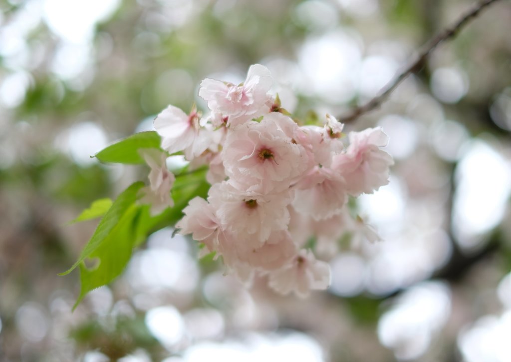 八重桜