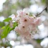 八重桜