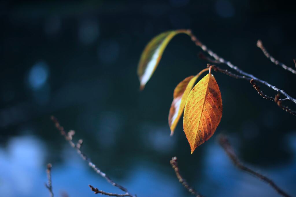 平地にも紅葉が