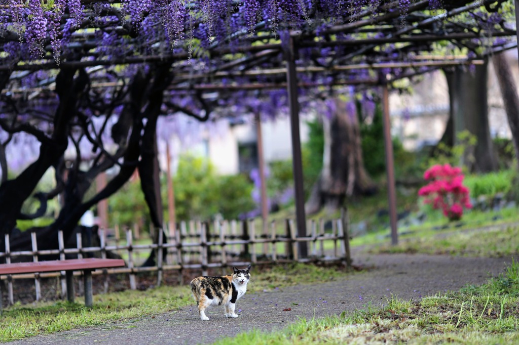 花見猫①