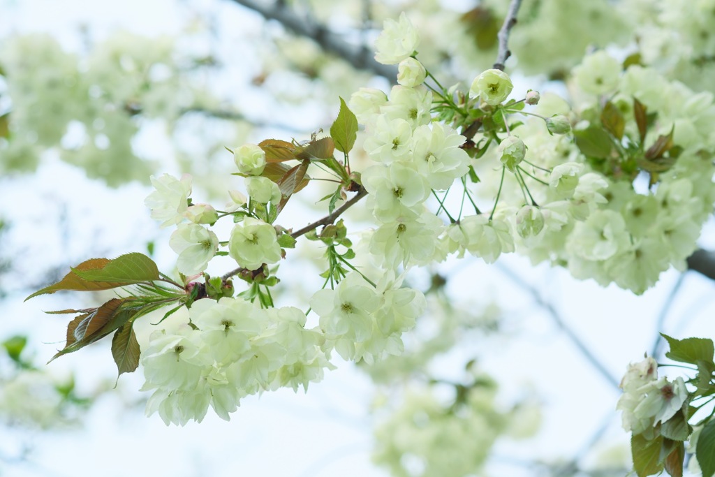 鬱金桜