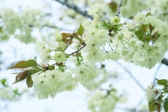 鬱金桜