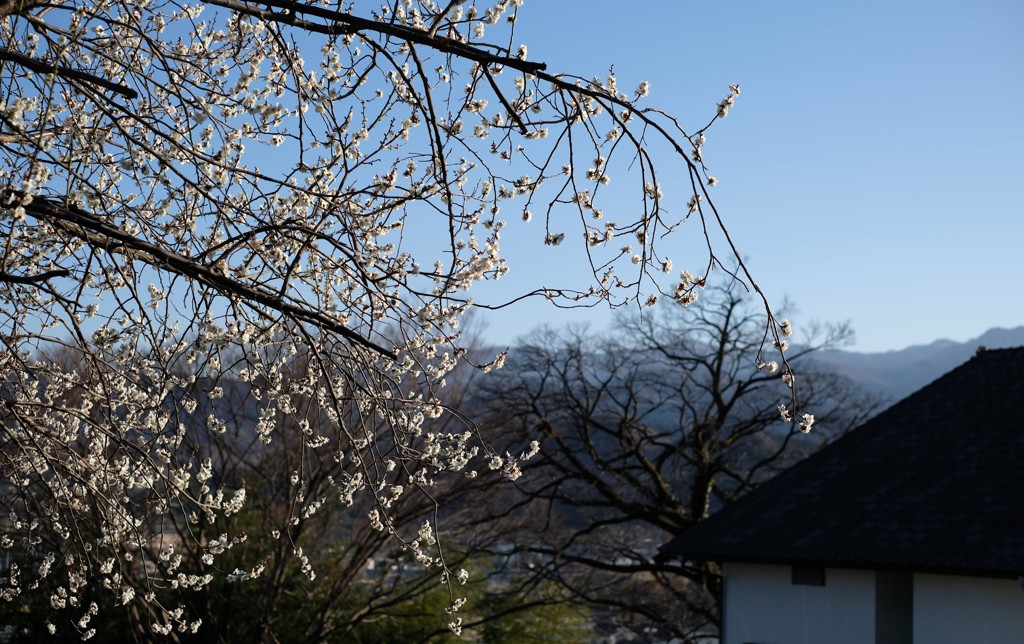 梅風景③