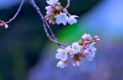 前橋公園の桜③