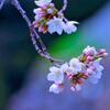 前橋公園の桜③