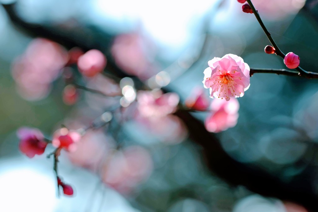 紅梅①