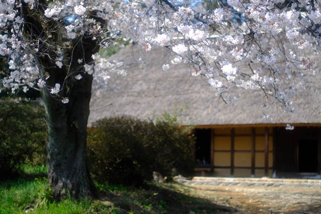 阿久沢家住宅・しだれ桜①