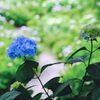梅雨の合間②