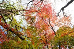 嶺公園の紅葉④