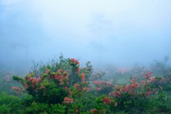 湯の丸高原のツツジ⑨