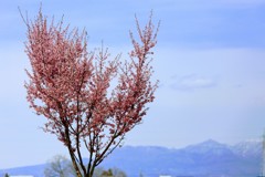 満開のおかめ桜①