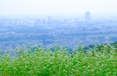 高原の蕎麦畑③