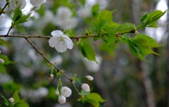 山桜？