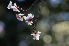 冬桜①