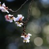 冬桜①
