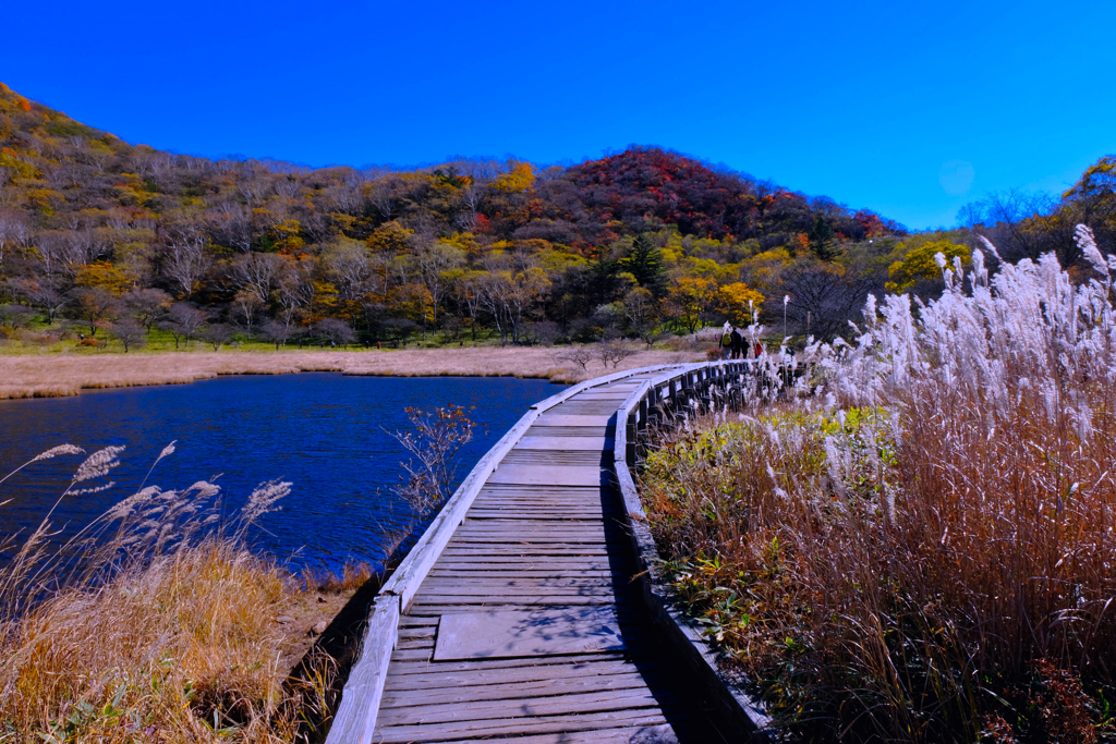 覚満淵の紅葉③