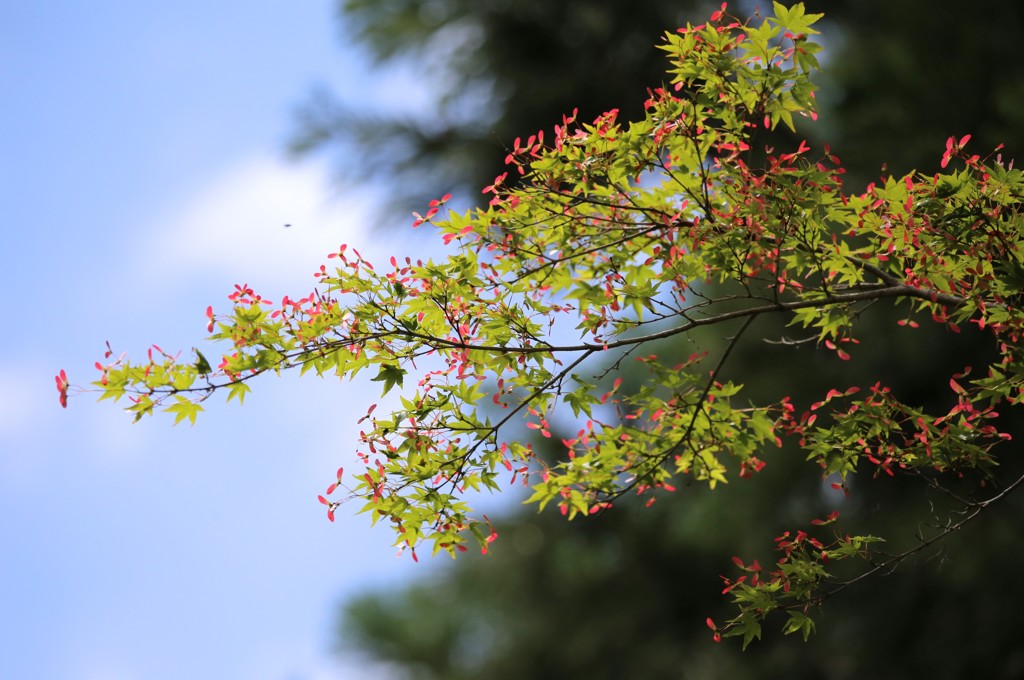 もみじの花②