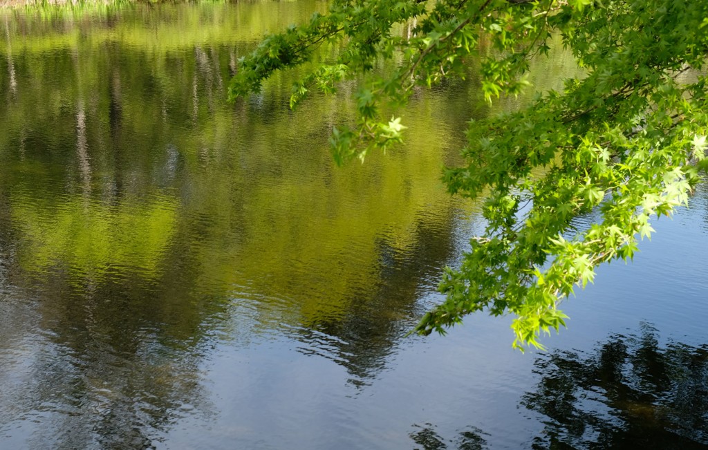 雲場池②