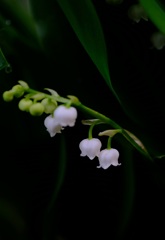 庭の花①