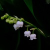 庭の花①