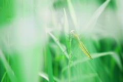 幻想