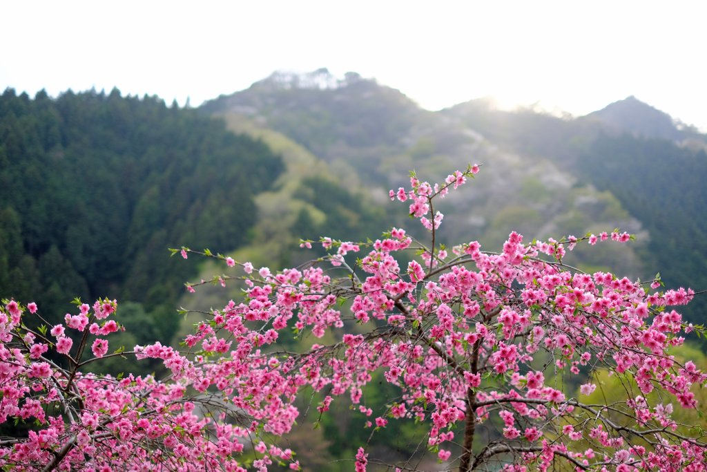 桃の花
