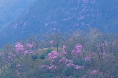 赤城山のアカヤシオ③