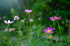 秋桜①