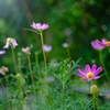 秋桜①