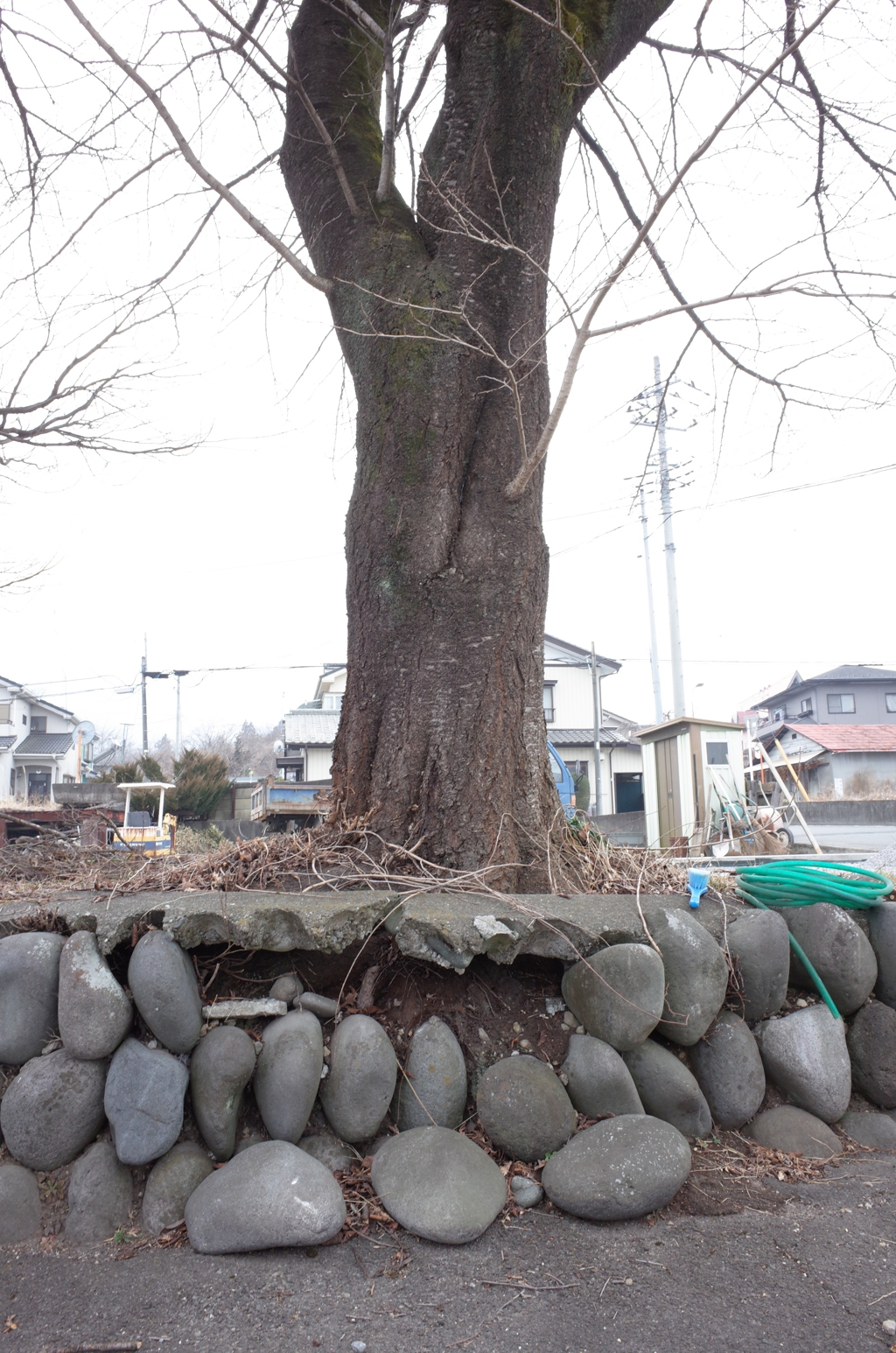 桜の根元が危ない