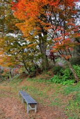 前森公園の紅葉①