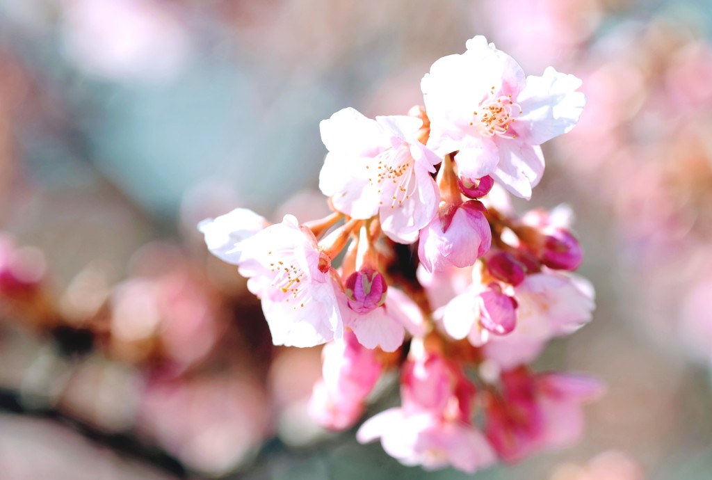 河津桜③