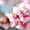 河津桜③