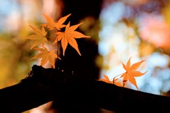 赤城自然園の紅葉②