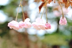 八重桜①